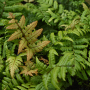 Hardy Fern Dryopteris lepidopoda